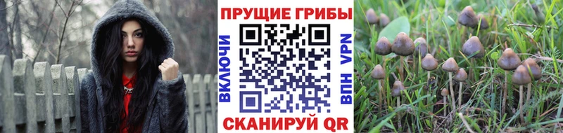 Галлюциногенные грибы ЛСД  Новосиль 